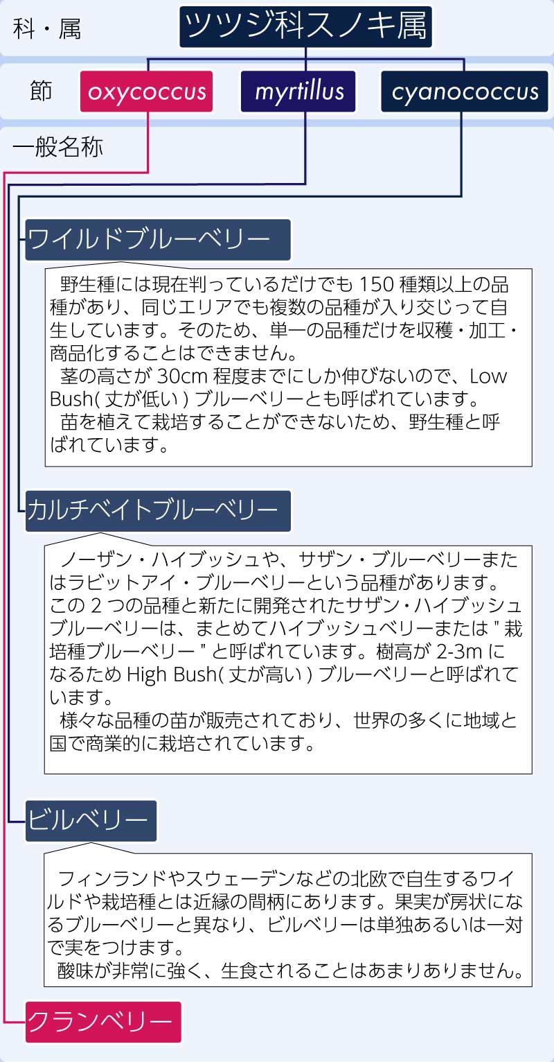 品種分類