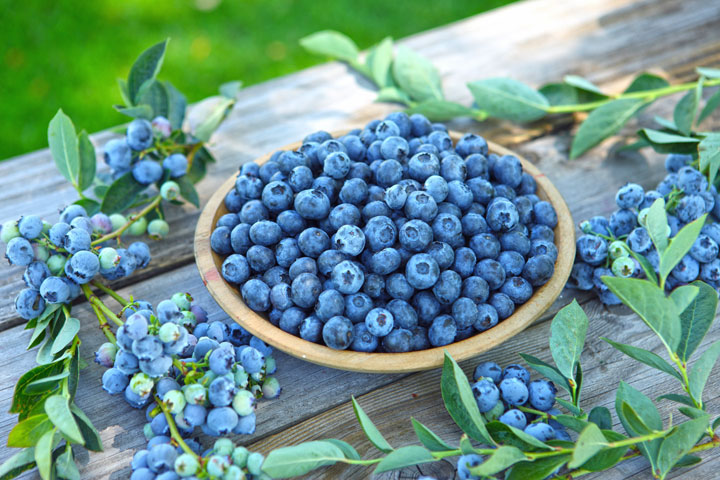 Cultivated Blueberries