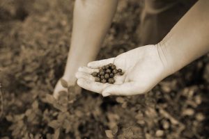 picking wild blueberries