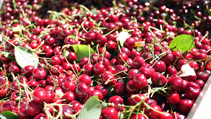 20160719ocgcherries03