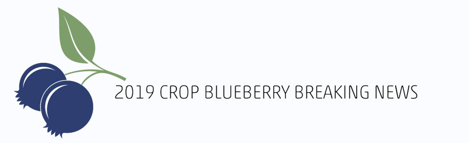 2019 CROP BLUEBERRY BREAKING NEWS